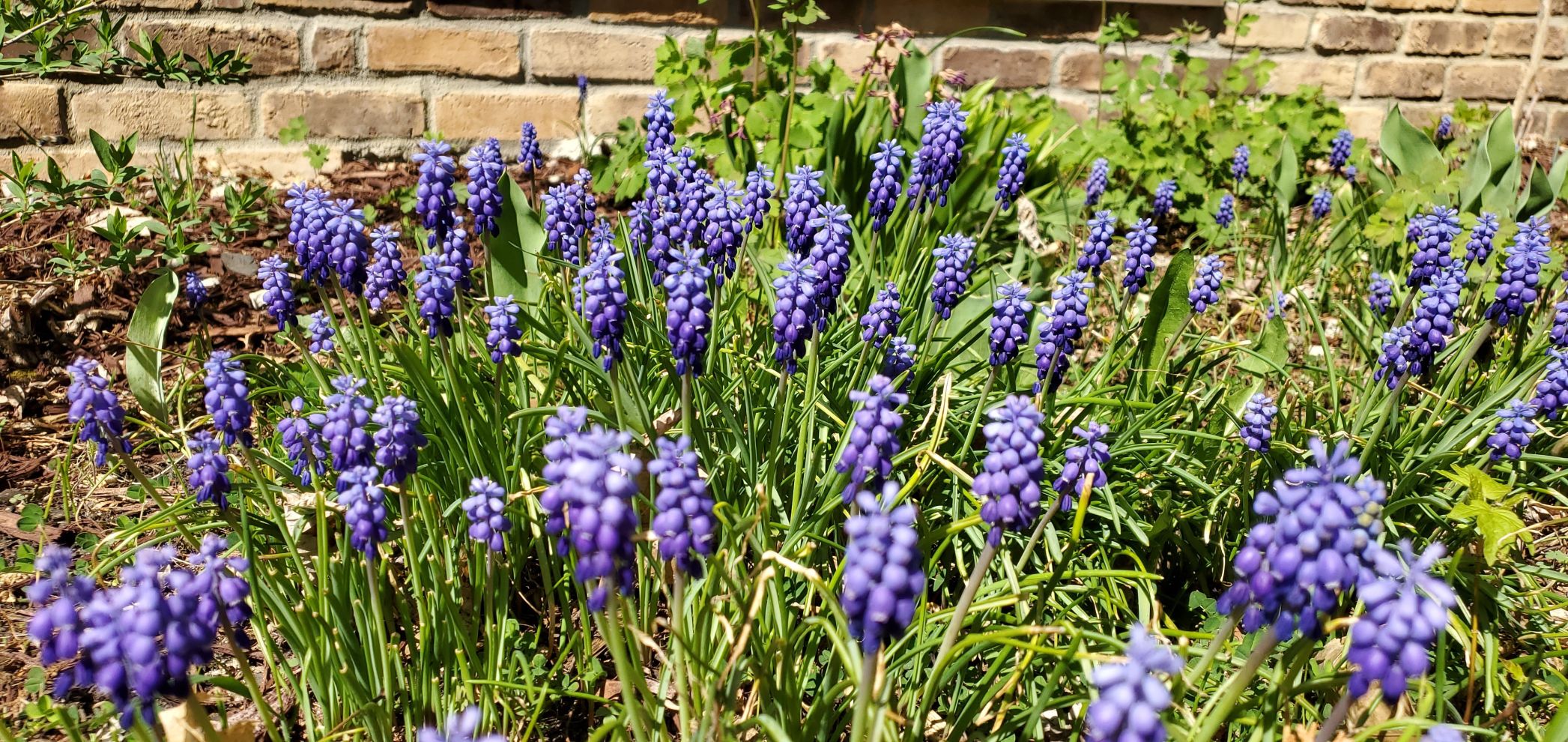 Grape Hyacinths